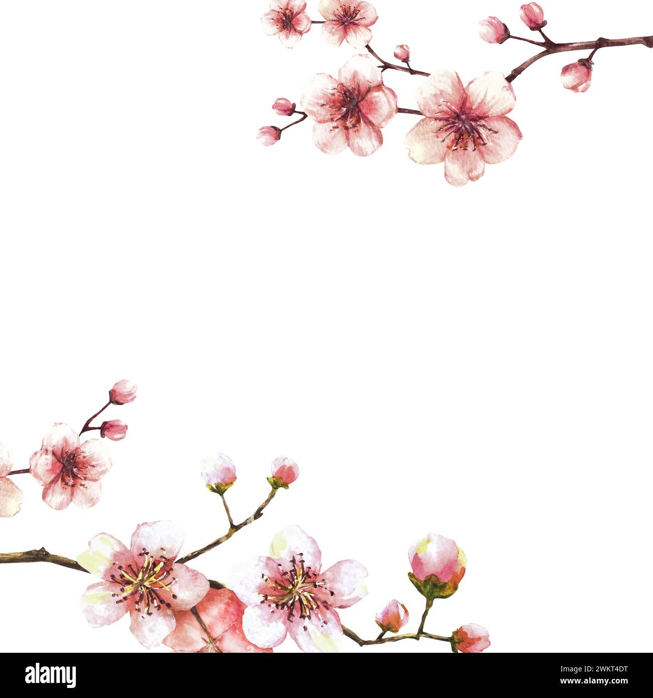 Ein blühender Zweig aus Federbaumschablone. Sakura-, Kirsch-, Apfel- oder Aprikosenknospen und Blütenblüten. Frühlingszeitaquarell Clipart für Kartenetikett Stockfoto