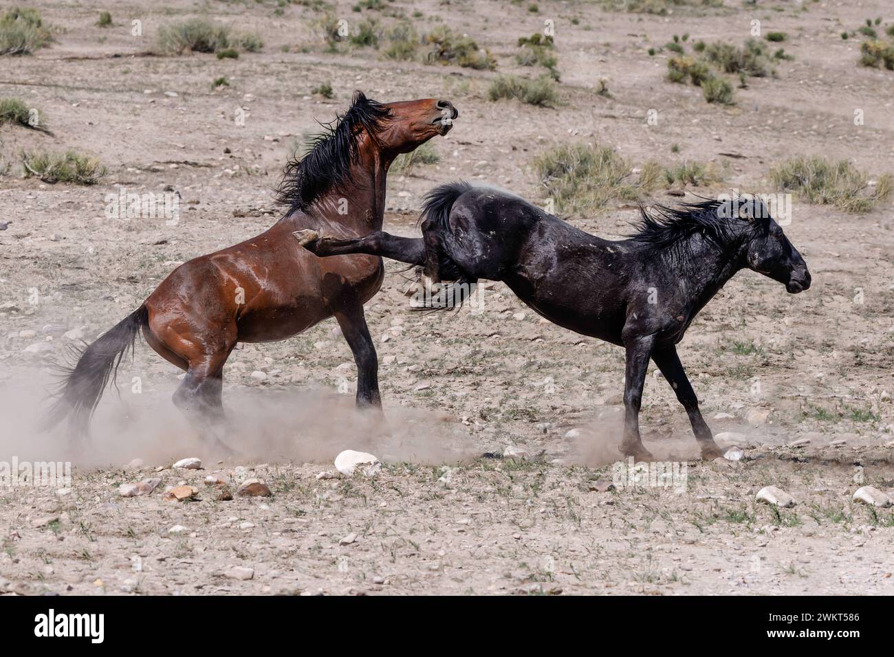 Die Wildpferdeherde des Onaqui Mountain hat eine leichte bis mittelschwere Struktur und ist in Farben wie Sauerampfer, roan, Buchleder, Schwarz, Palomino, und grau. Stockfoto