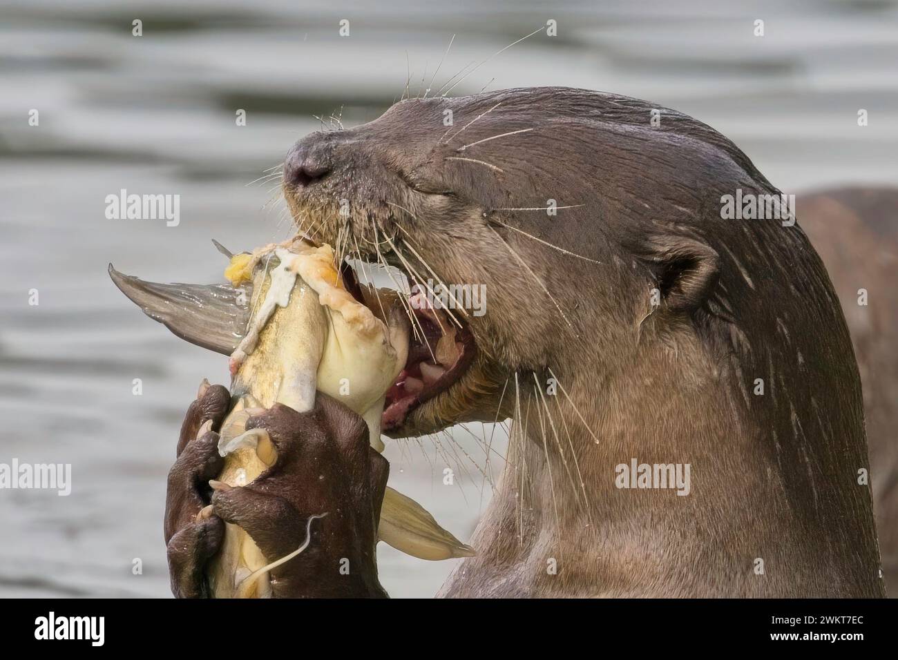 Otter-Familie am Kallang Riverside Park Stockfoto