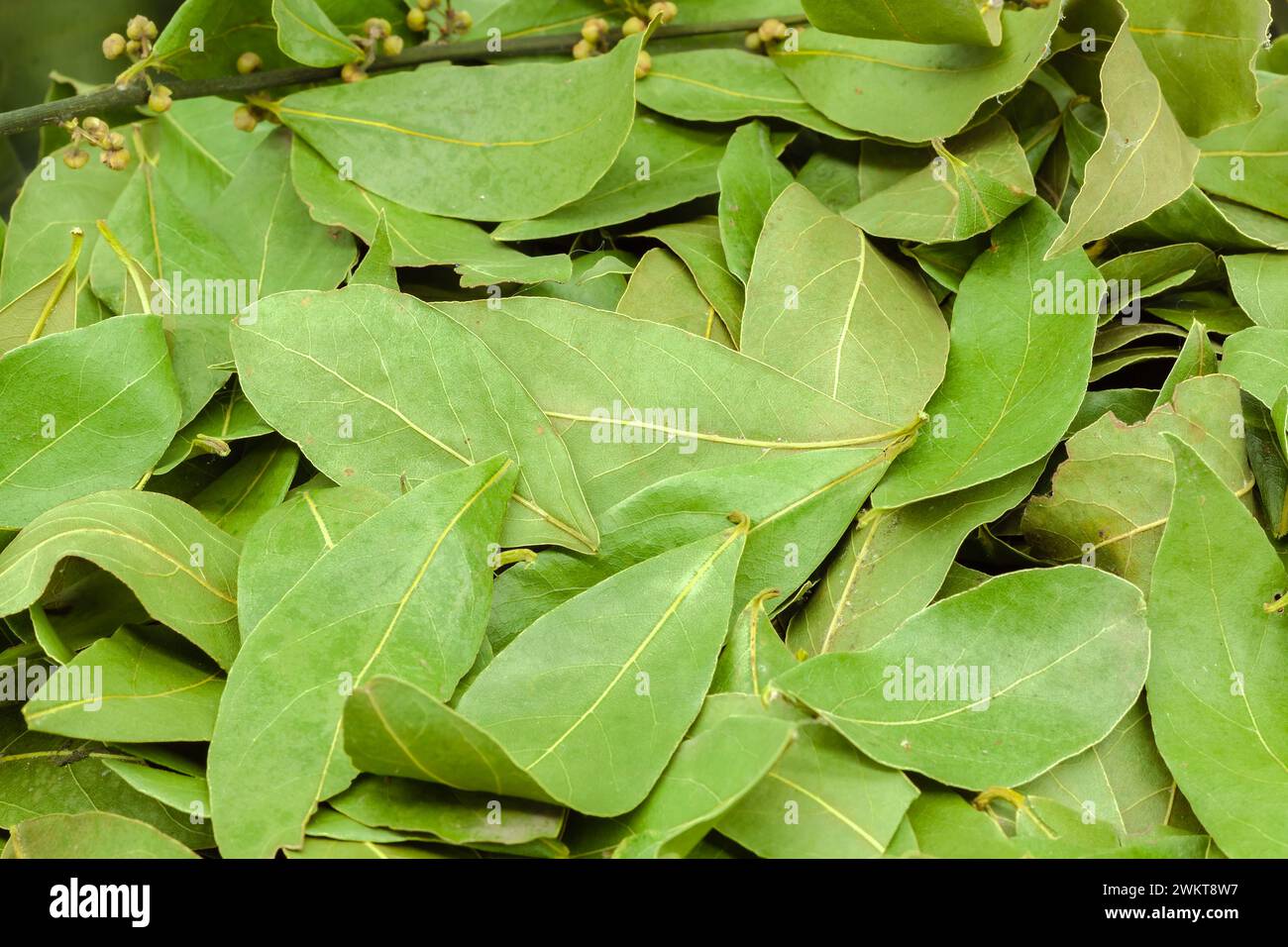 (Mehrere Werte)Halbgetrocknete Lorbeerblätter zum Würzen zum Kochen. Selektiver Fokus mit geringer Schärfentiefe. Stockfoto
