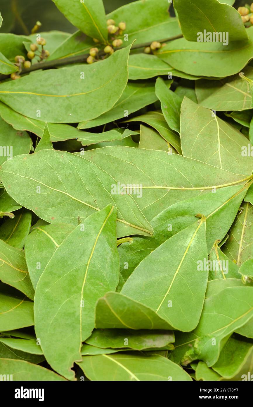 (Mehrere Werte)Halbgetrocknete Lorbeerblätter zum Würzen zum Kochen. Selektiver Fokus mit geringer Schärfentiefe. Stockfoto