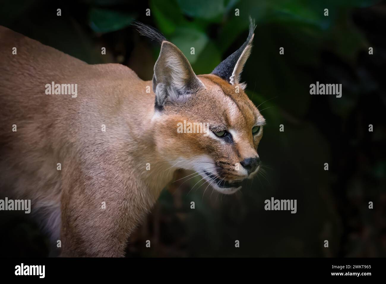 Caracal (Caracal Caracal) oder Desert Lynx Stockfoto