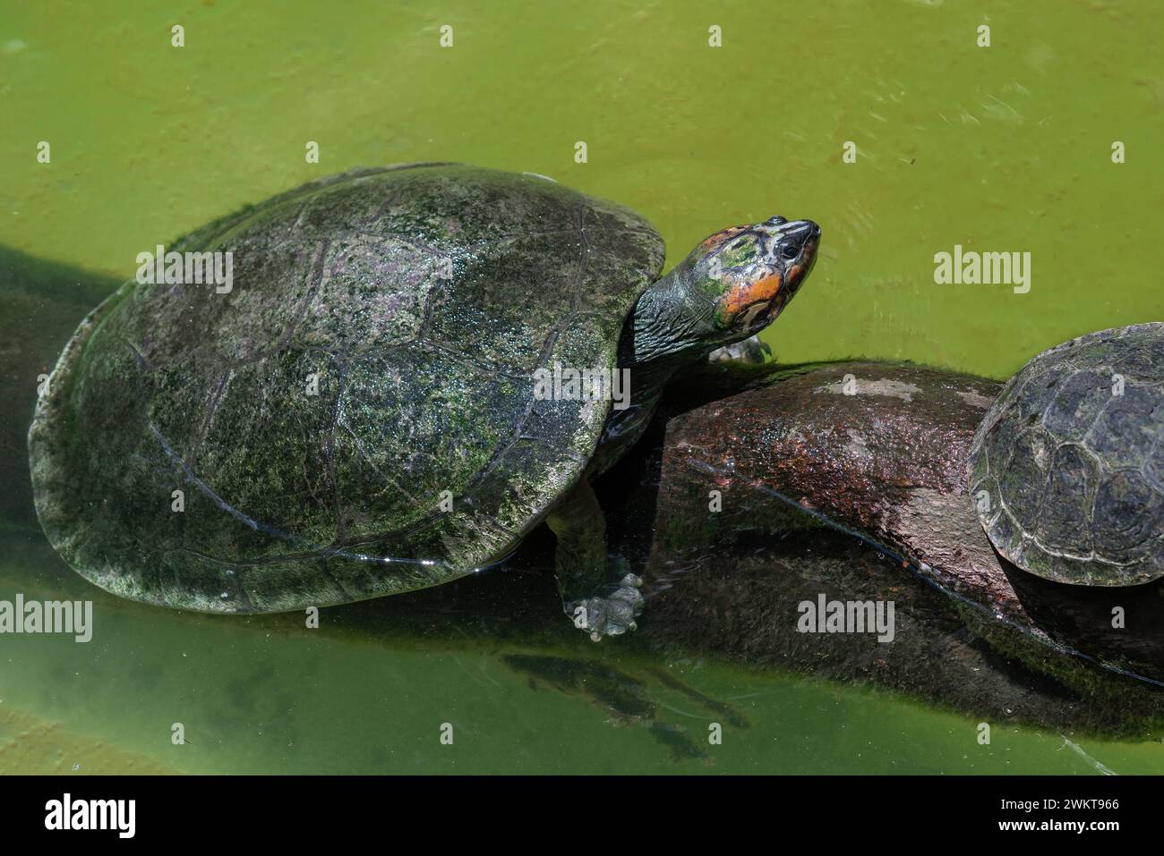 Südamerikanische Flussschildkröte (Podocnemis expansa) Stockfoto