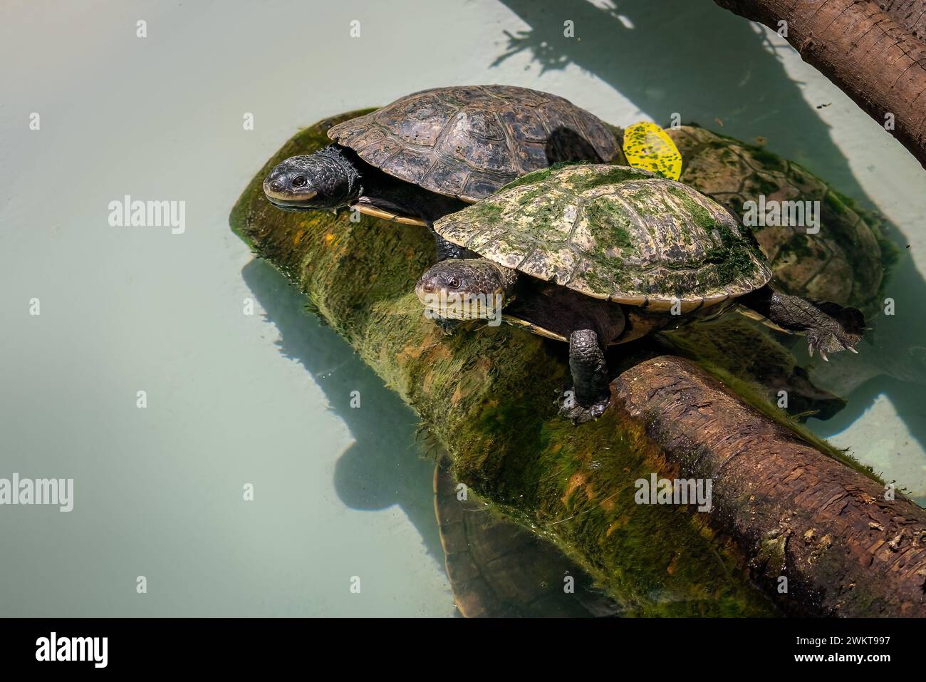 Tuberculata-Krötenschildkröte (Mesoclemmys tuberculata) Stockfoto