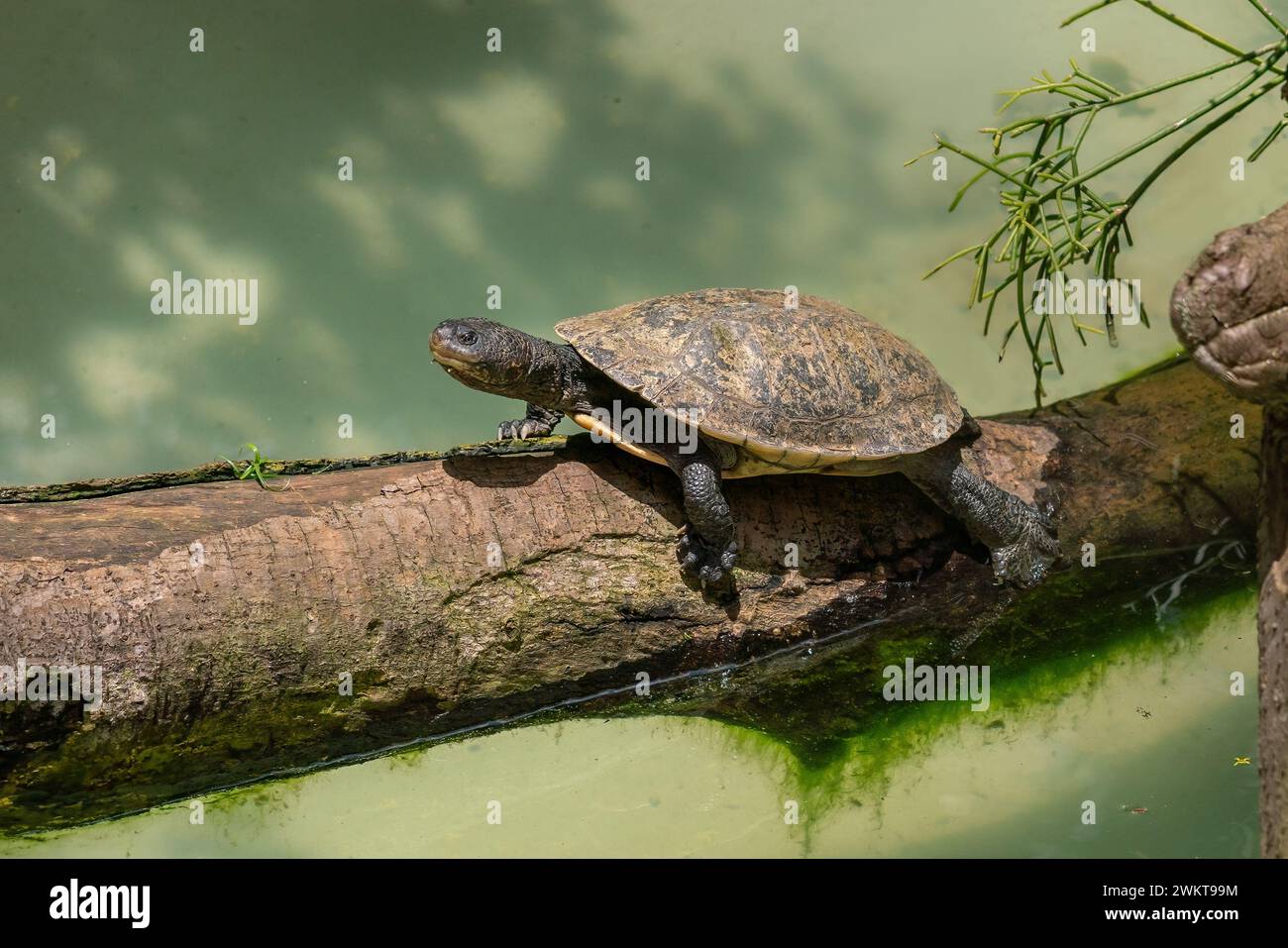 Tuberculata-Krötenschildkröte (Mesoclemmys tuberculata) Stockfoto