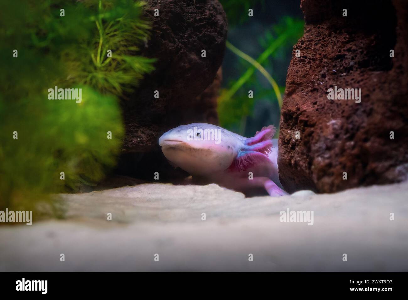 Niedliches Axolotl (Ambystoma mexicanum) - Leucistischer Salamander Stockfoto