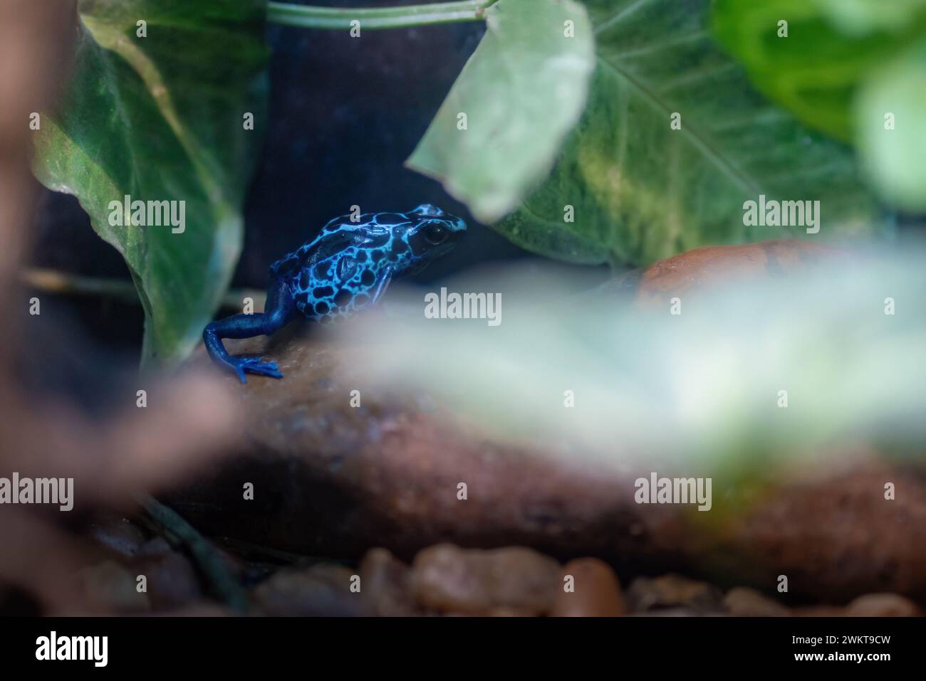 Blauer Färbegiftfrosch (Dendrobates tinctorius) Stockfoto
