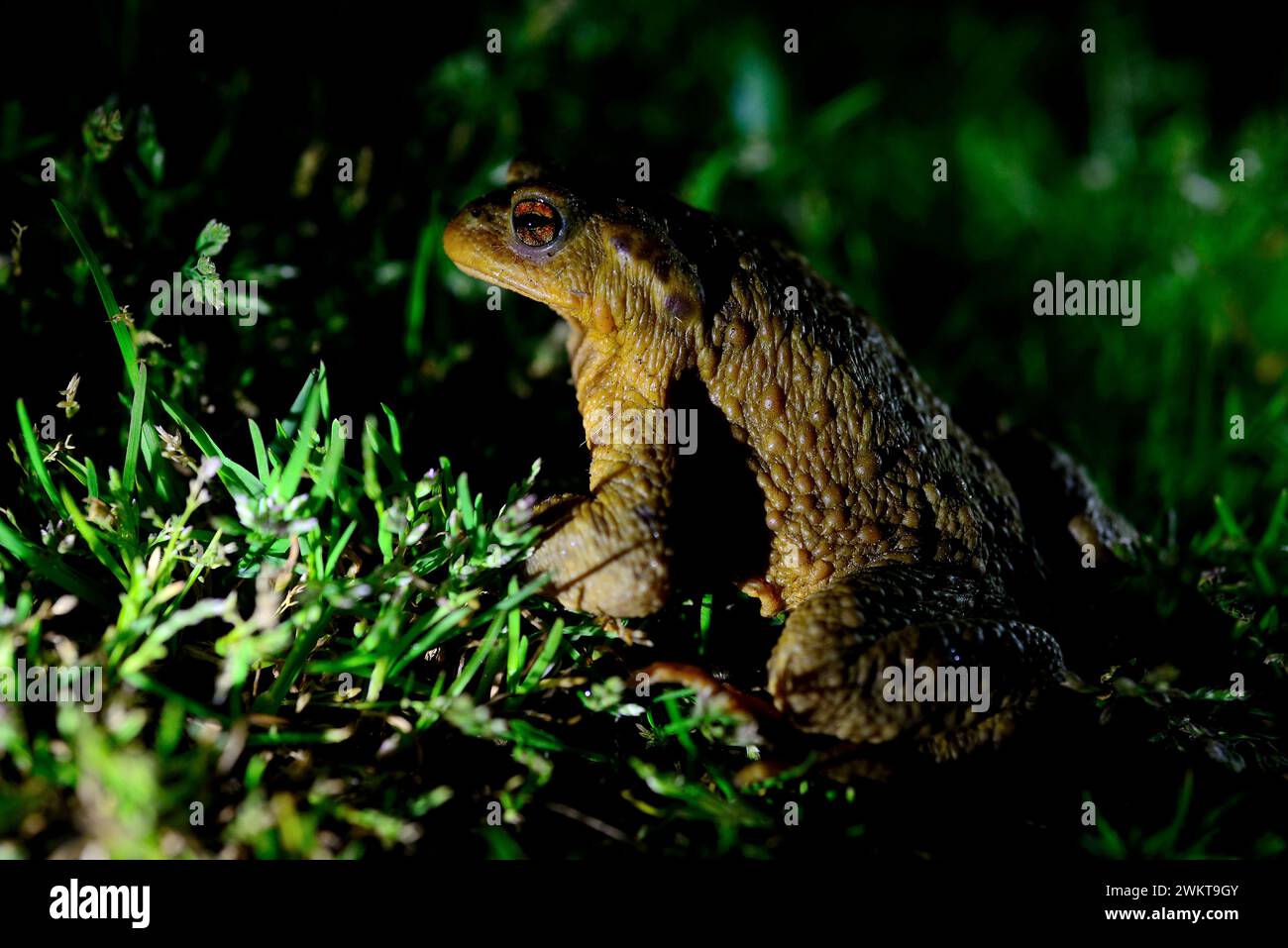 Kröte (Bufo spinosus) am Ufer des Flusses Cabe, in der Nähe von Monforte, Lugo, Spanien Stockfoto