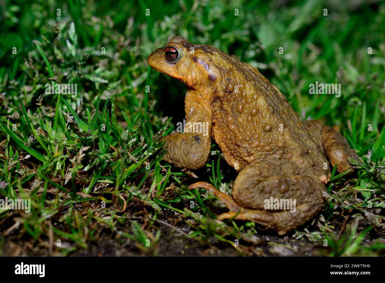 Kröte (Bufo spinosus) am Ufer des Flusses Cabe, in der Nähe von Monforte, Lugo, Spanien Stockfoto