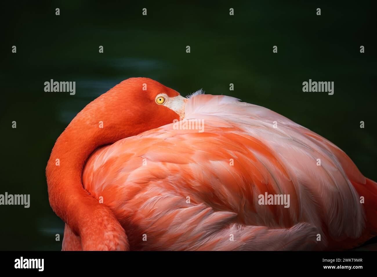 Amerikanischer Flamingovogel (Phoenicopterus ruber) Stockfoto