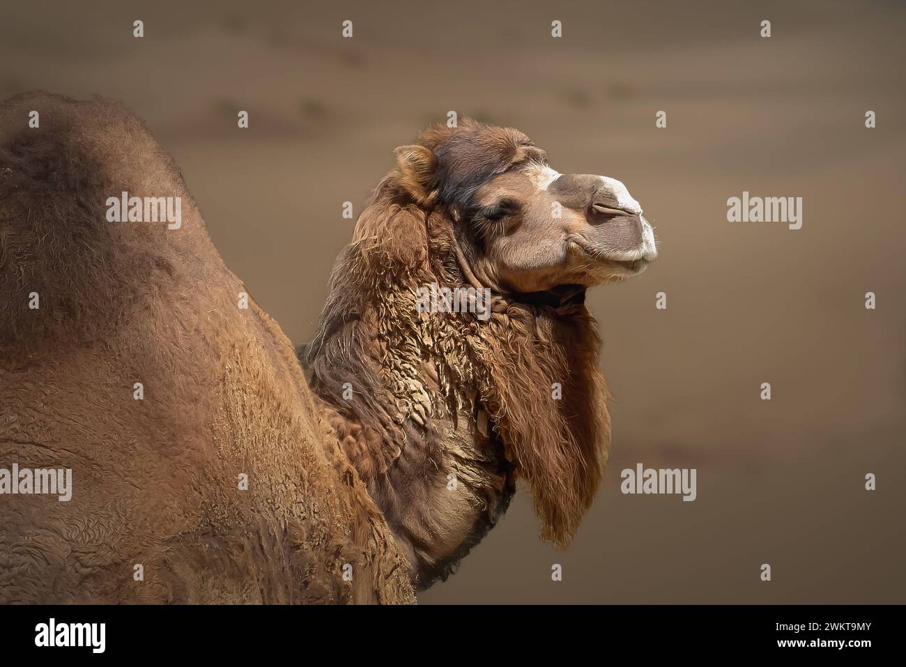 Dromedar (Camelus dromedarius) oder einbuckeliges Kamel Stockfoto