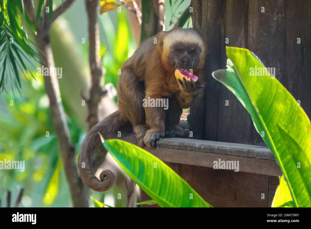 Blonder Kapuzineraffe (Sapajus flavius) isst Obst Stockfoto