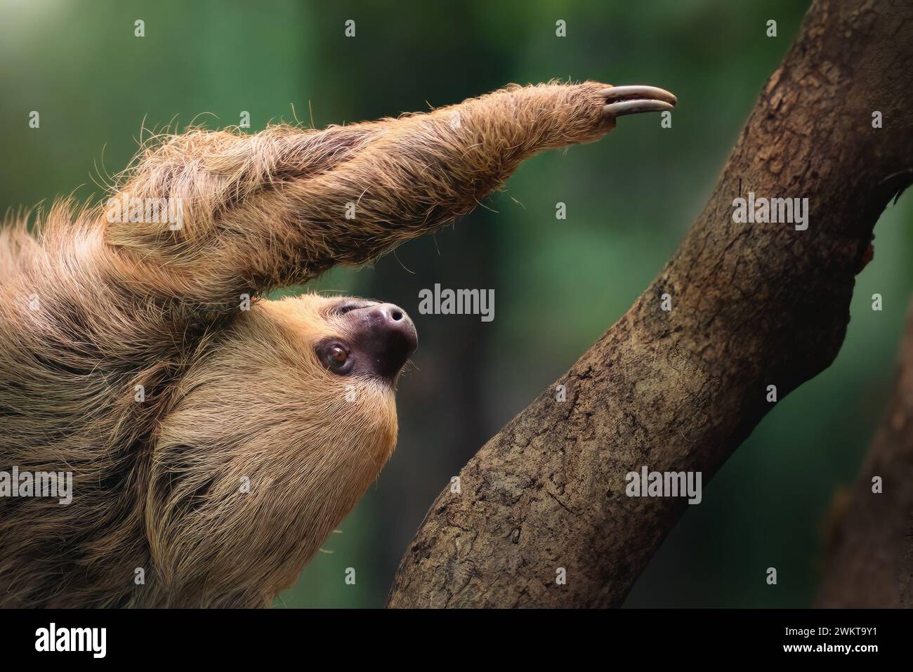 Linnaeus's Two-Toed Sloth (Choloepus didactylus) Stockfoto