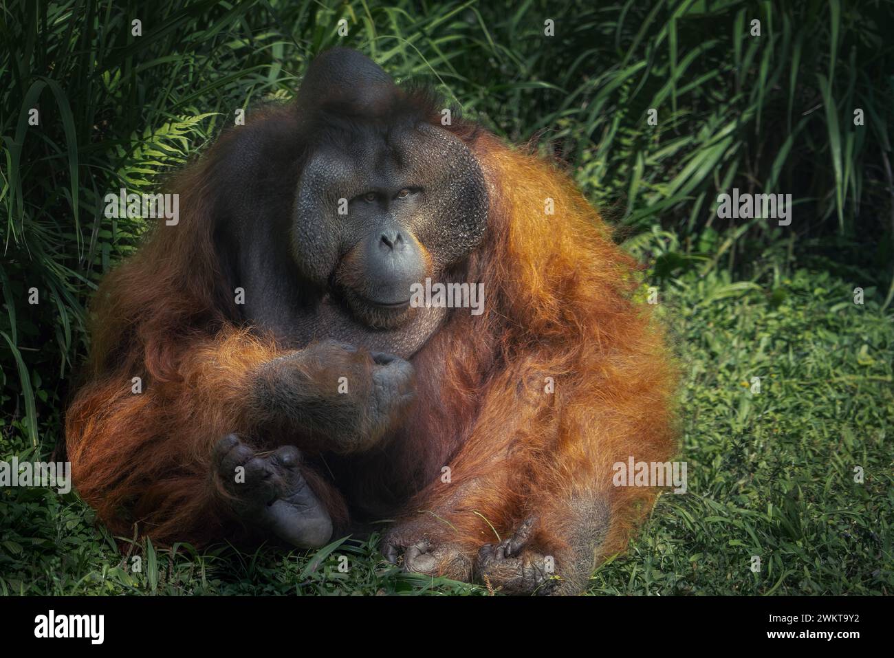 Männlicher Bornean-Orang-Utan (Pongo pygmaeus) - großer Affe Stockfoto