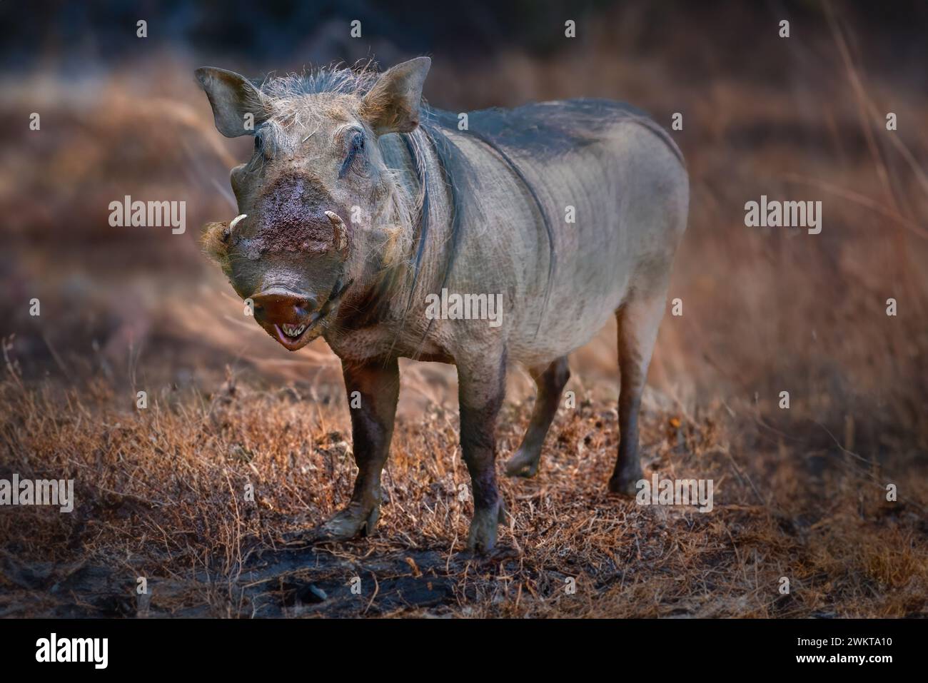 Warzenschwein (Phacochoerus africanus) Afrikanische Suine Stockfoto