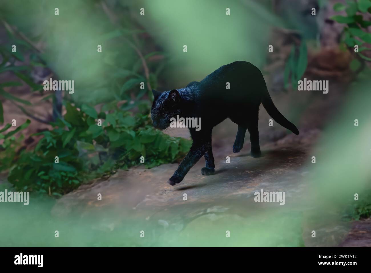 Black Geoffroy's Cat (Leopardus geoffroyi) - Melanistisch Stockfoto