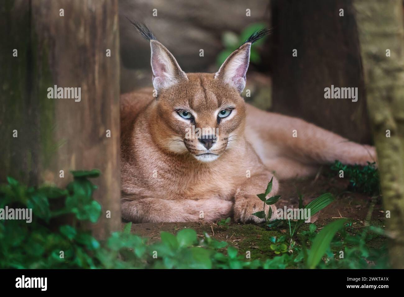 Caracal (Caracal Caracal) oder Desert Lynx Stockfoto