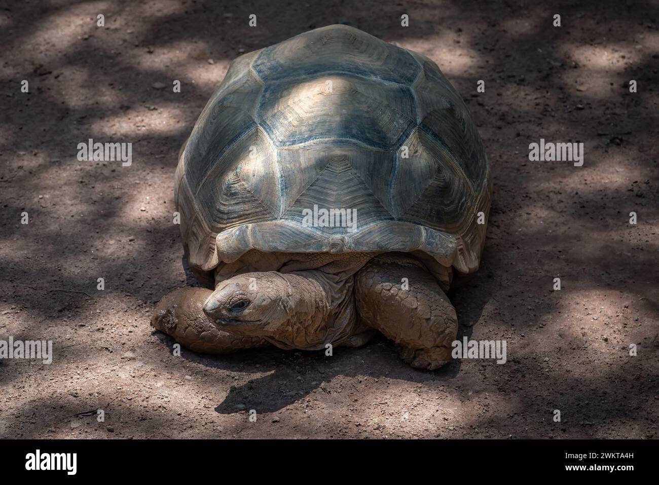 Aldabra-Riesenschildkröte (Aldabrachelys Gigantea) Stockfoto