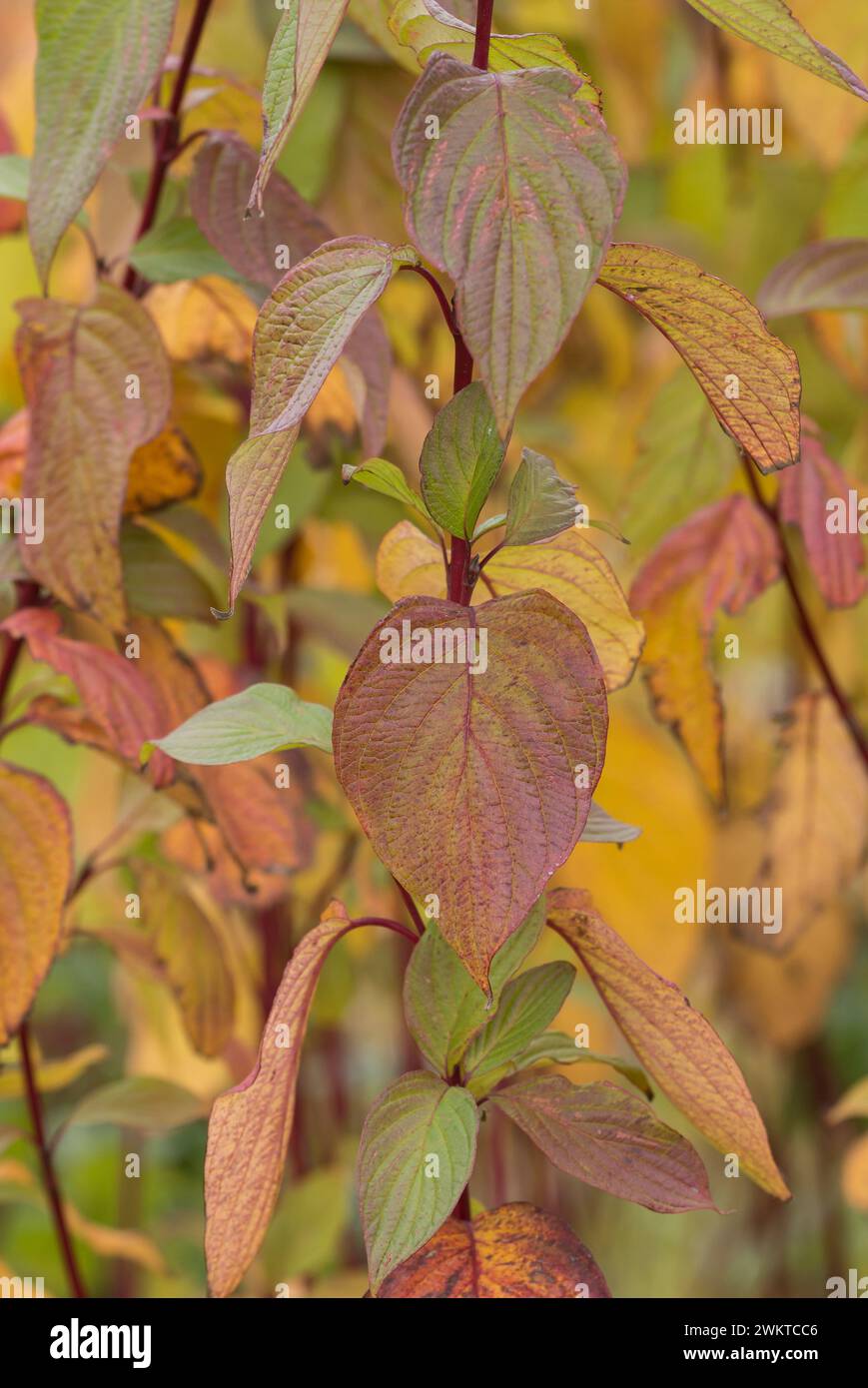 Gemeiner Dogwood Cornus sanguinea, mit hellen Herbstfarben, November Stockfoto