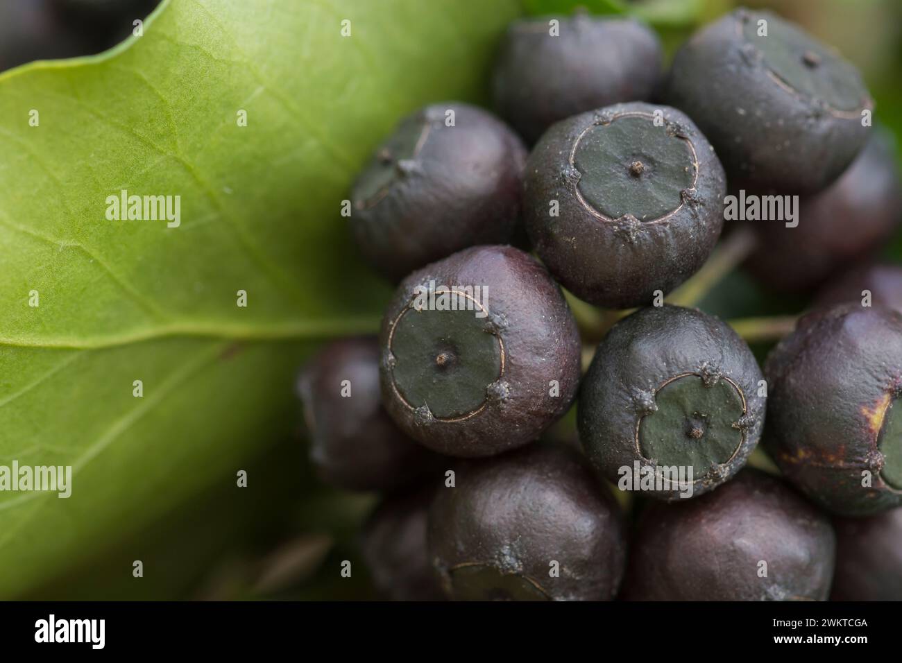 Efeu Beeren Hedera Helix, Nahaufnahme eines Kopfes schwarzer Beeren neben einem Blatt, Marsch Stockfoto