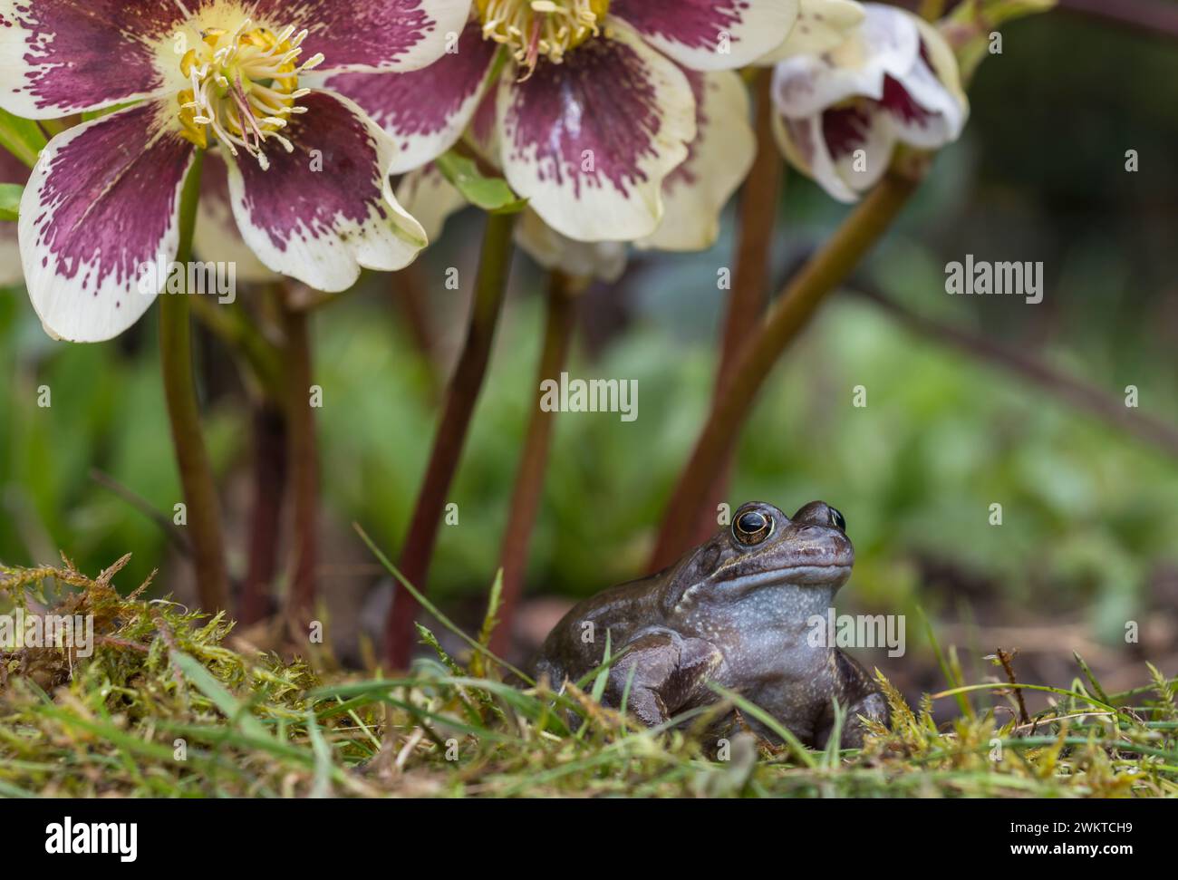 Gemeiner Frosch Rana temporaria, männlich, sitzt unter heleborösen Blumen im Garten neben dem Teich, Marsch Stockfoto