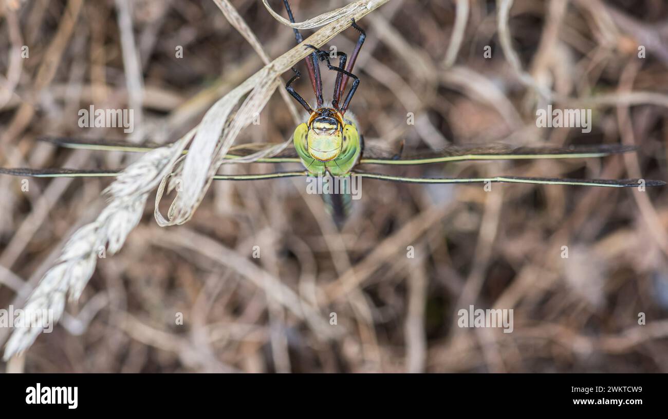 Emperor Dragonfly Anax Imperator, Makrobild, Übersichtsansicht eines Insekts, das eine Mahlzeit beendet, mit noch gestreckter Unterlippe und dargestellter Unterkiefer, Heidegebiet, Stockfoto
