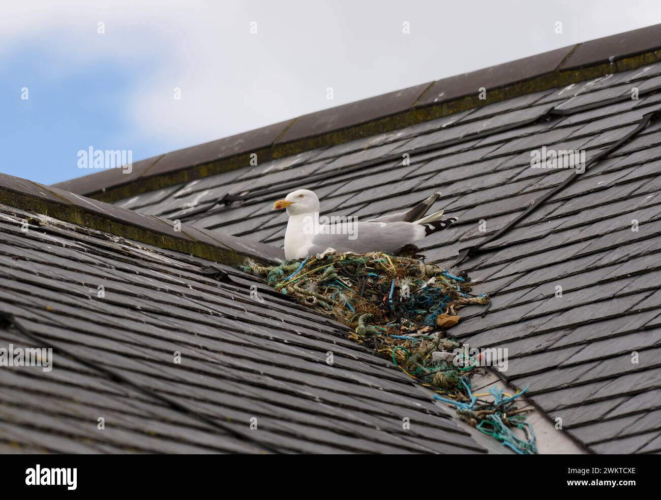 Heringsmöwe Larus argentatus, sitzend auf Nest aus Nylonseilen und anderen fischereibezogenen Materialien auf Schieferdach des Geschäftsgebäudes, Küste f Stockfoto