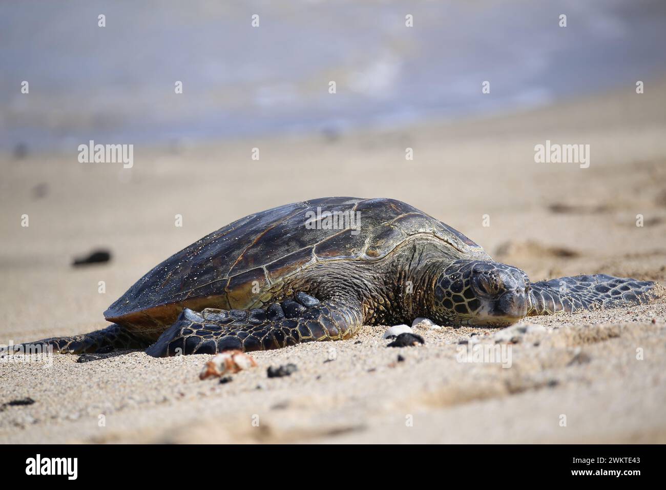 Schwimmen mit Schildkröten in Hawaii, USA Stockfoto