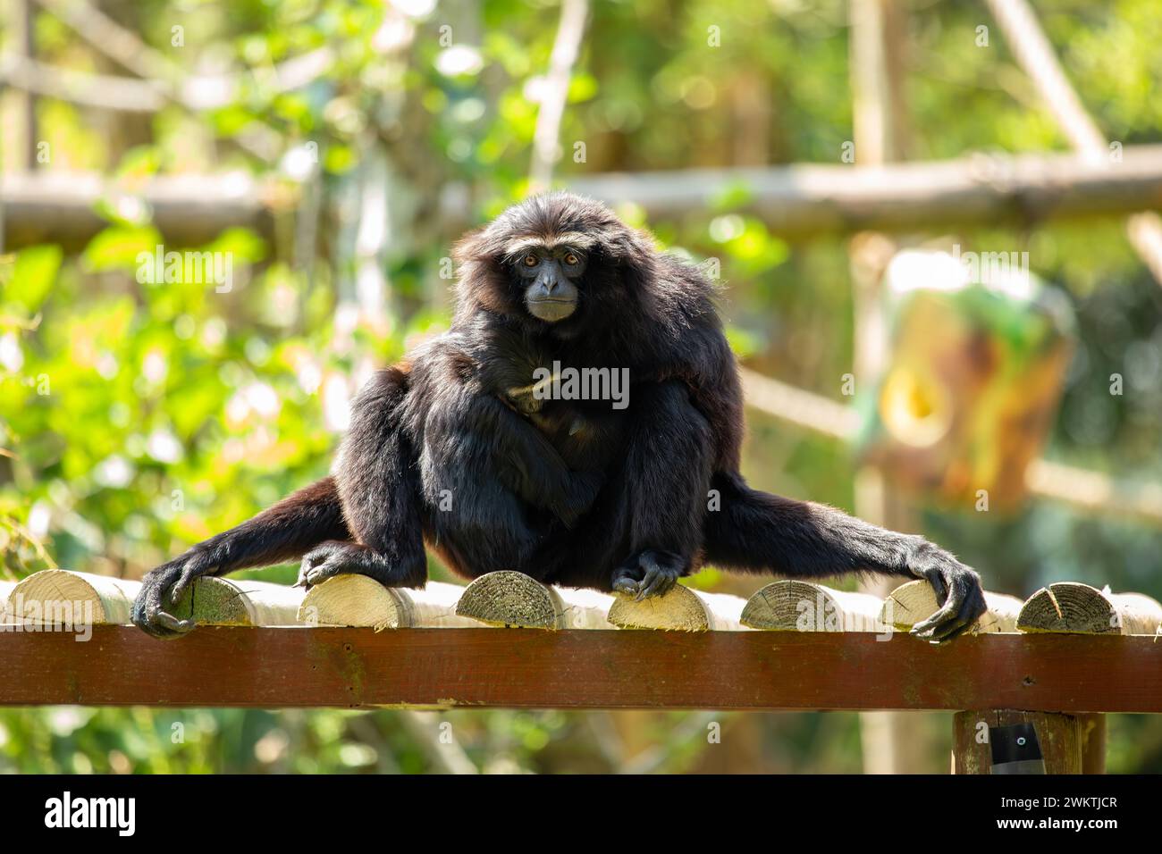 Der wendige Gibbon schwingt anmutig durch die üppigen südostasiatischen Regenwälder, seine eindringlichen rufe hallten im Baumkronen wider. Stockfoto