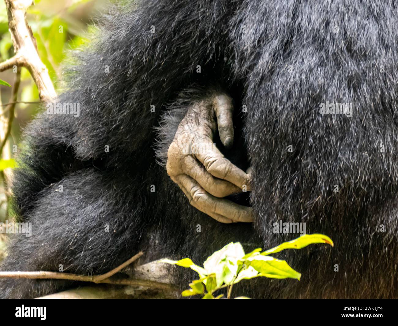 Die Hand eines Schimpansen in der Kyambura-Schlucht im östlichen Teil des Queen Elizabeth National Park in Uganda. Stockfoto
