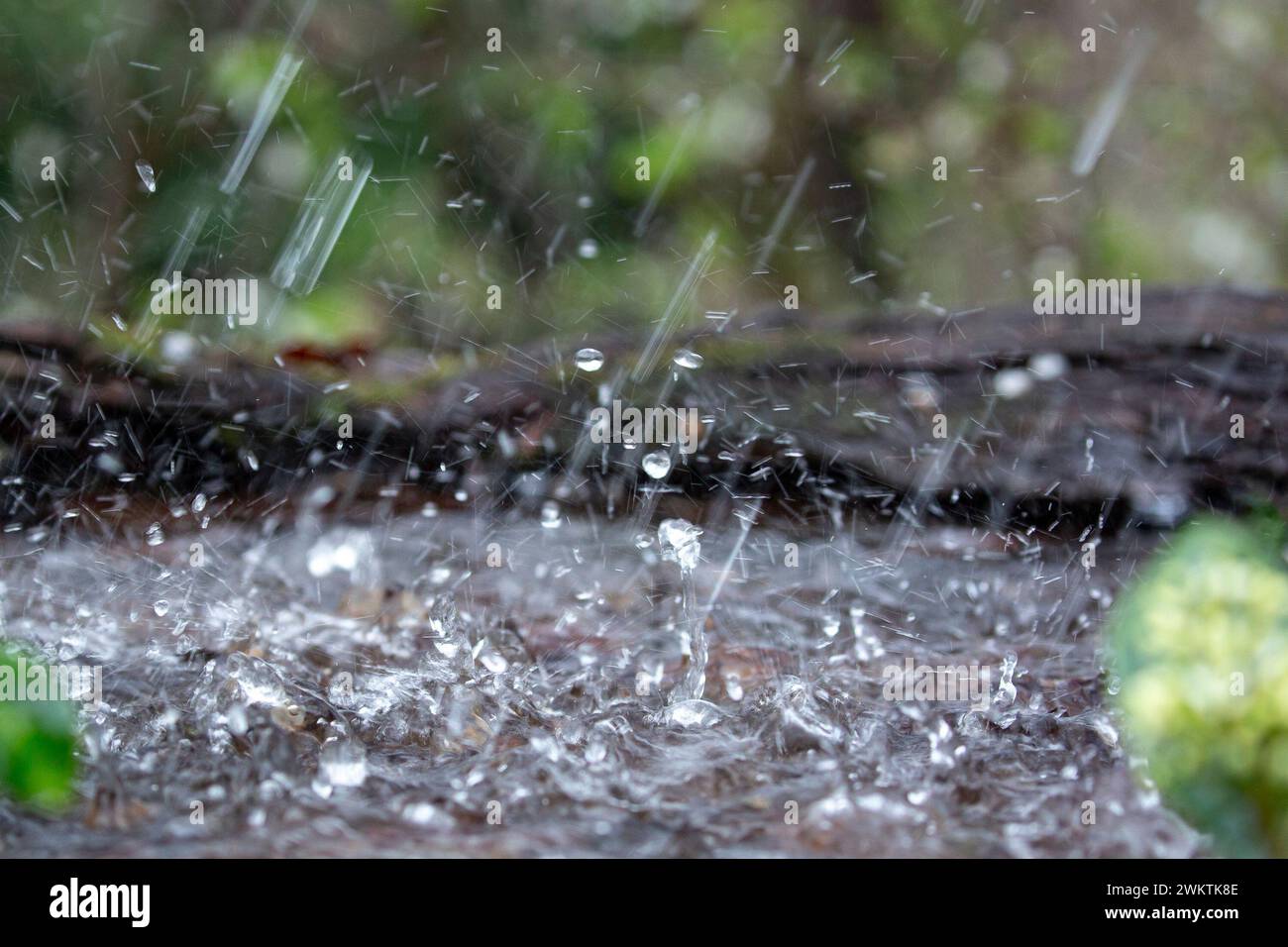 Kidderminster, Großbritannien. Februar 2024. Wetter in Großbritannien: Anhaltende starke Regenfälle decken die Midlands heute ab, weitere Ausbrüche in der Dusche werden für die nächsten 24 Stunden prognostiziert. Quelle: Lee Hudson/Alamy Live News Stockfoto