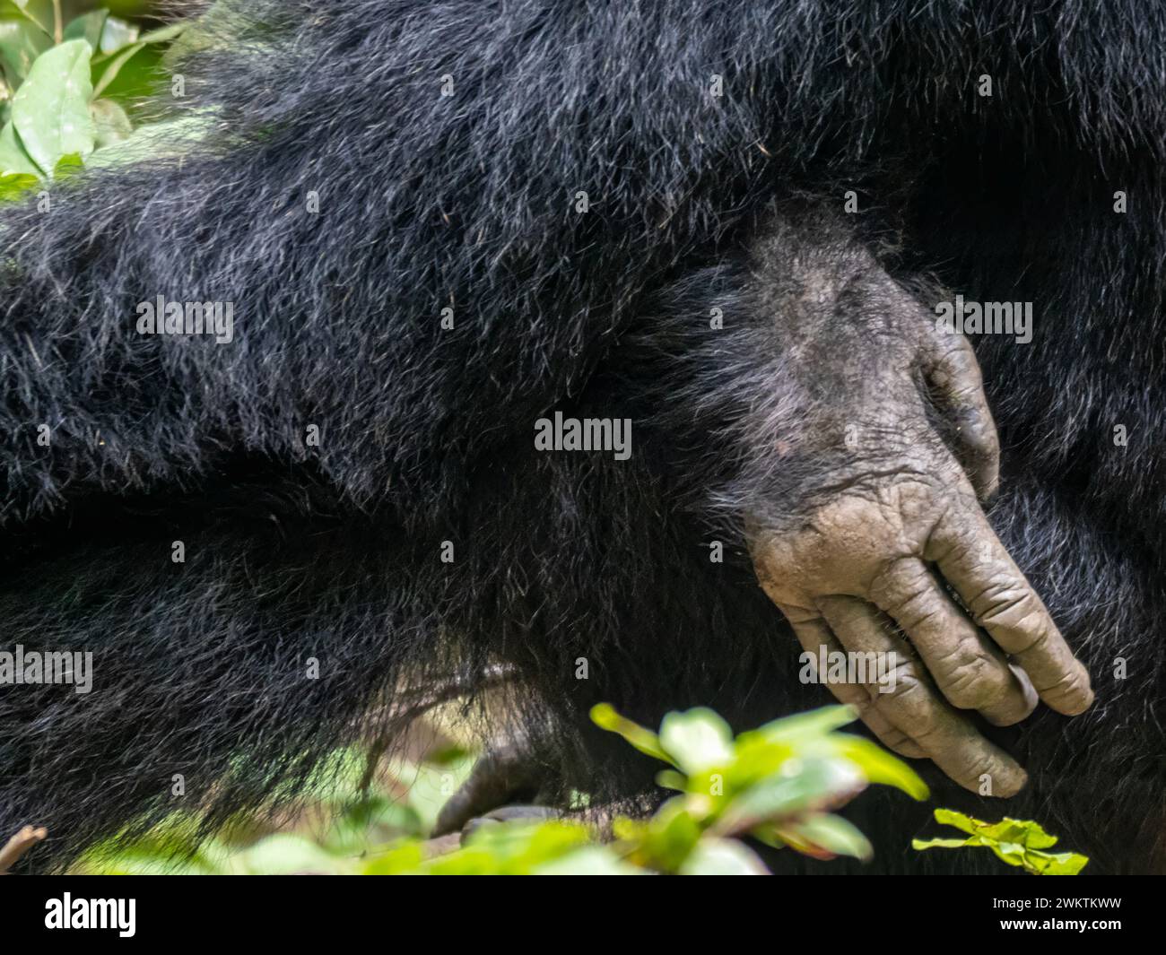 Die Hand eines Schimpansen in der Kyambura-Schlucht im östlichen Teil des Queen Elizabeth National Park in Uganda. Stockfoto