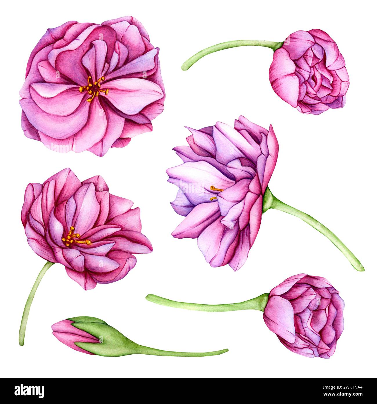 Rosafarbene japanische Sakura-Blüten. Aquarellset der botanischen Illustration. Handgezogene Blütenknospen und Kirschblütenblätter Stockfoto
