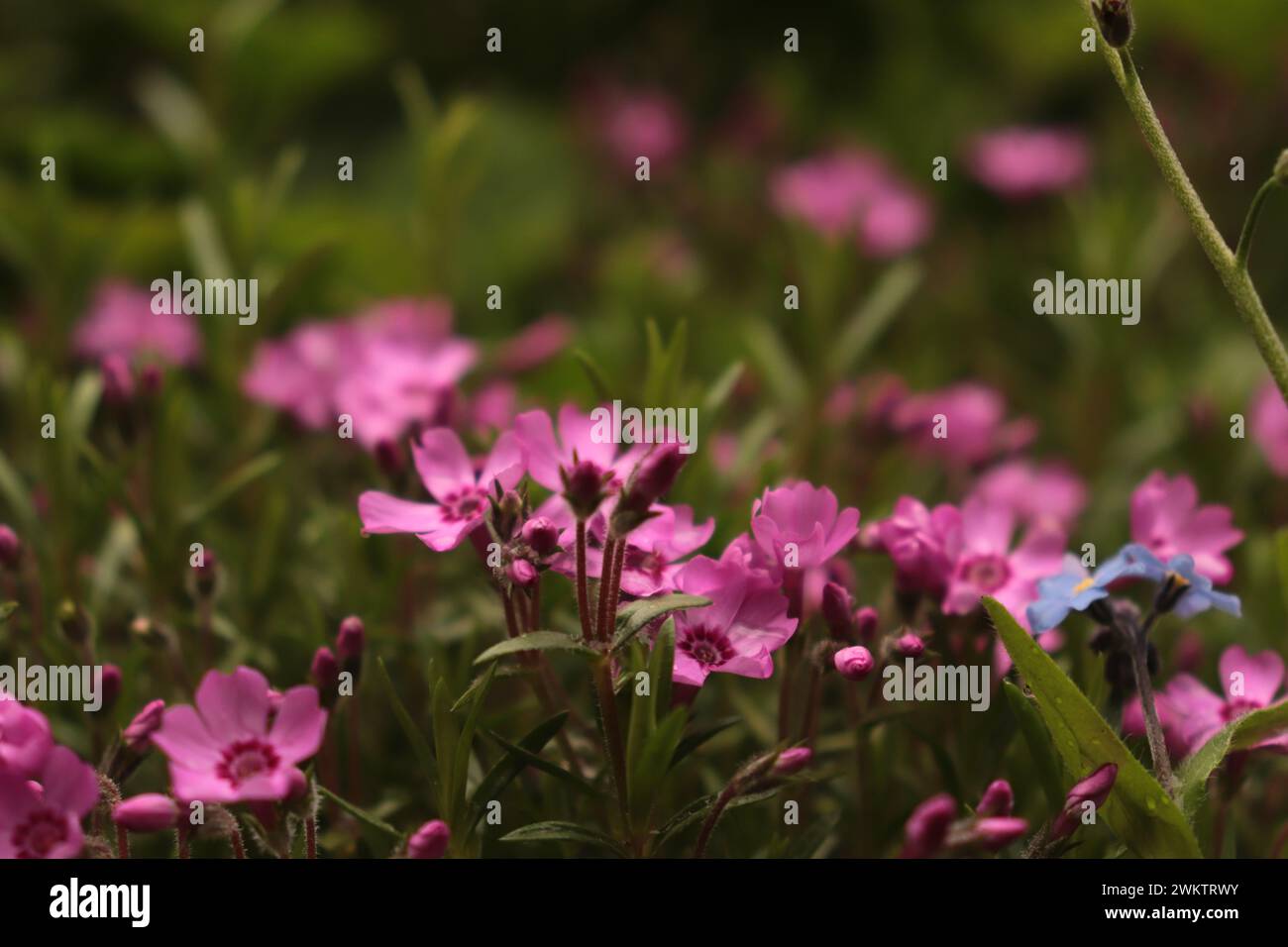 Blumen im Garten Stockfoto