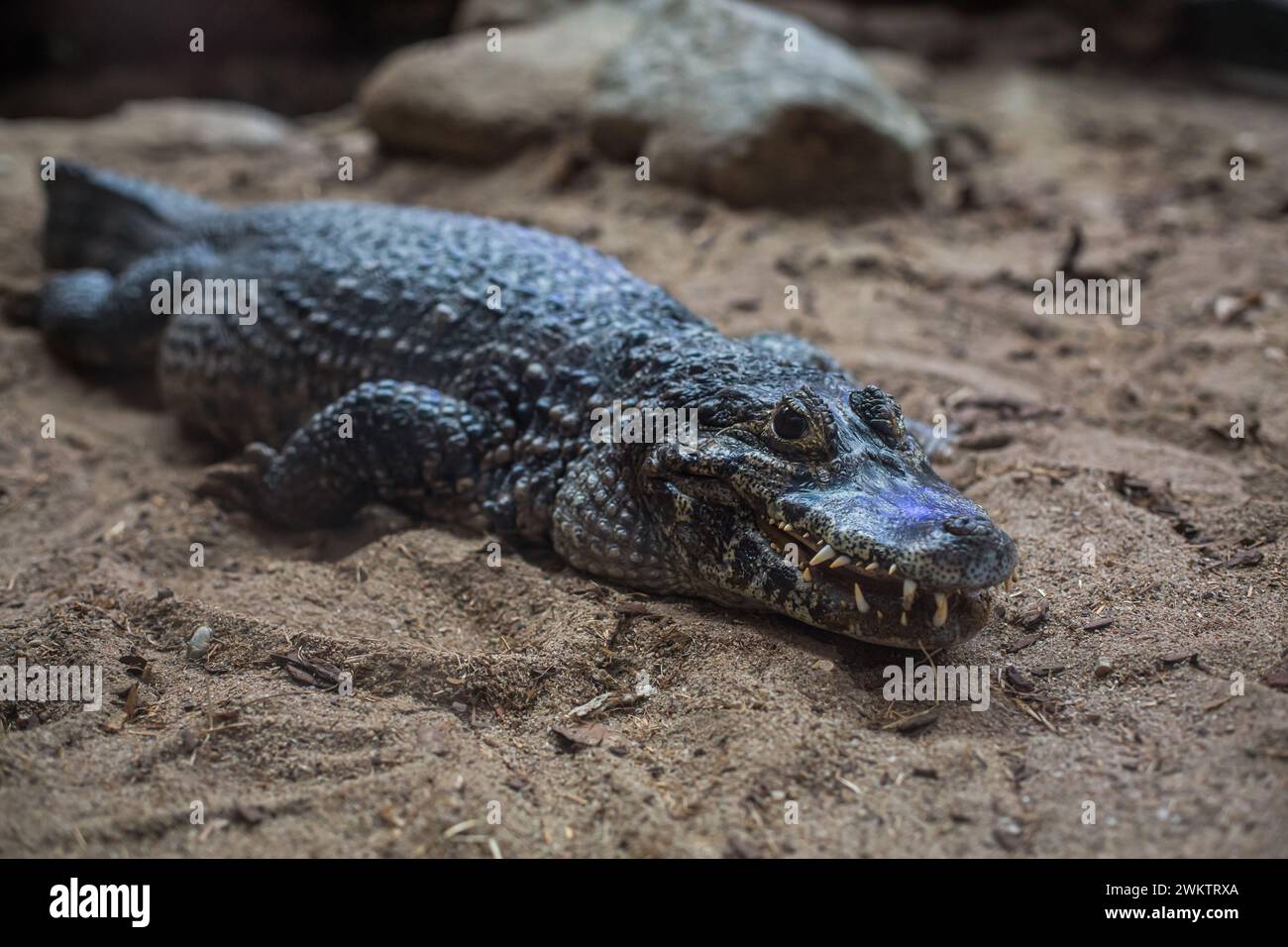 Yacare Caiman (Caiman yacare, Caiman crocodilus yacara) Stockfoto