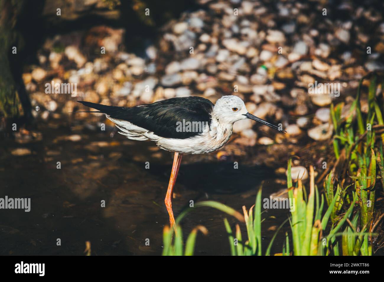 Stelzenläufer (Himantopus Himantopus) Stockfoto