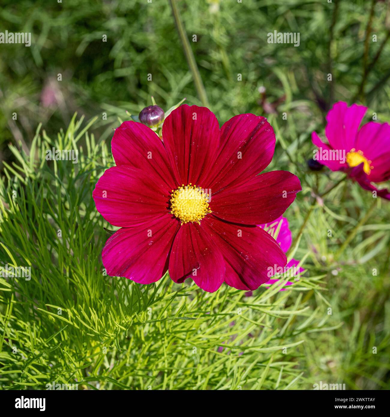 COSMOS bipinnatus „Dazzler“ wächst in einem britischen Garten. Stockfoto