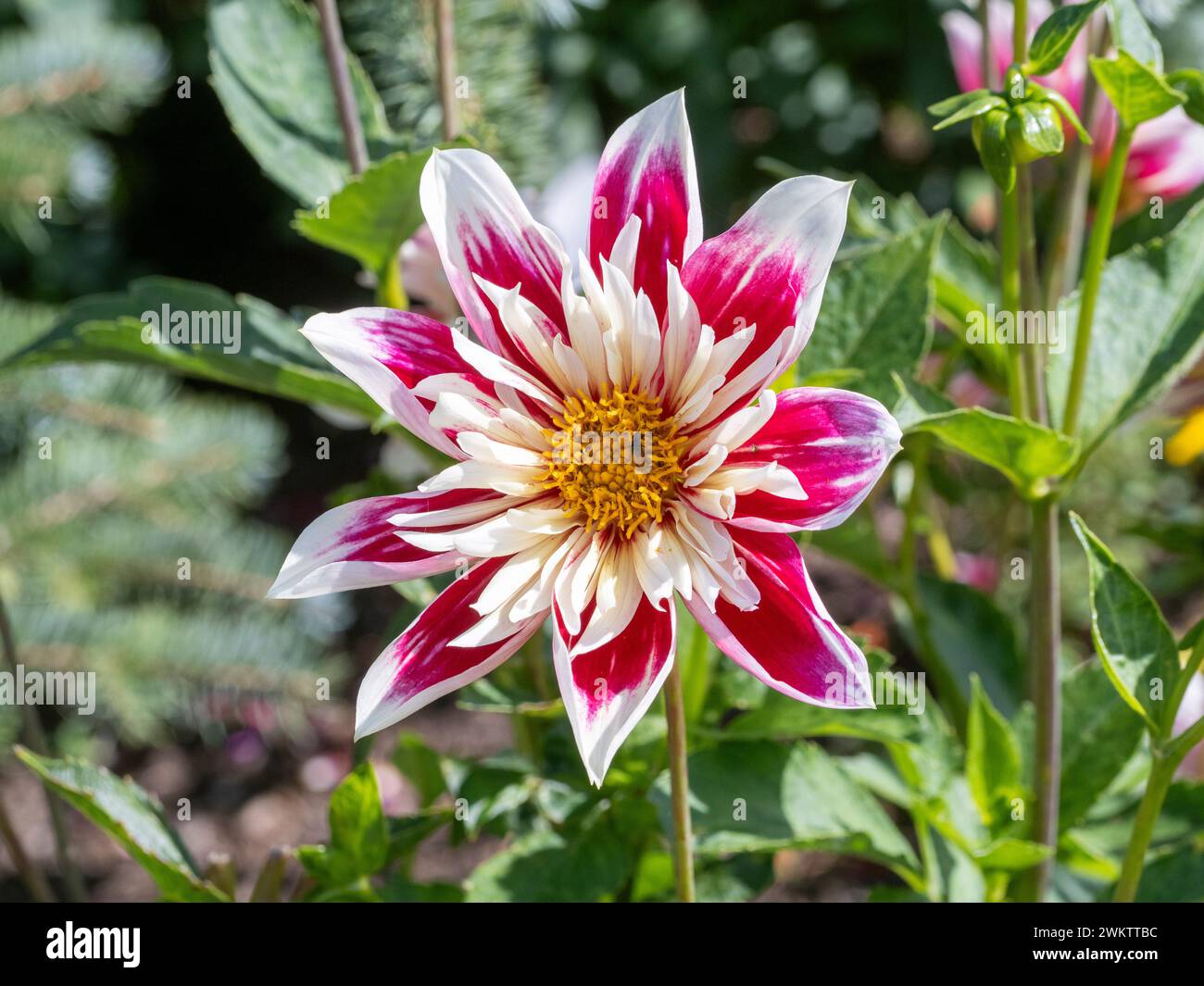Dahlia 'Fashion Monger' mit seinen roten, dunkelrosa und weißen Blüten. Stockfoto