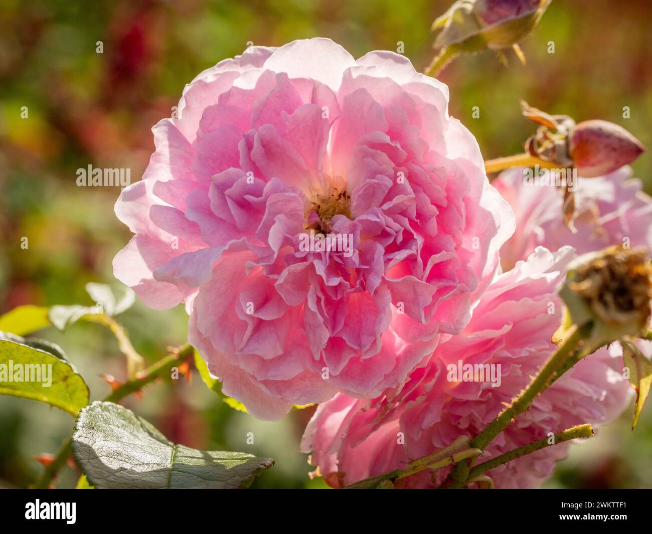 Hinterleuchtete rosa Blumen von Rosa Harlow Carr, die in einem britischen Garten wachsen. Stockfoto