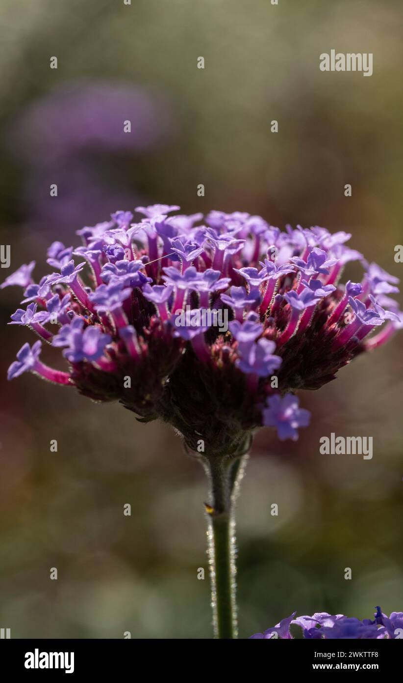 Verbena bonariensis mit seinen violetten Blüten, die im Sommer in einem britischen Garten wachsen. Stockfoto