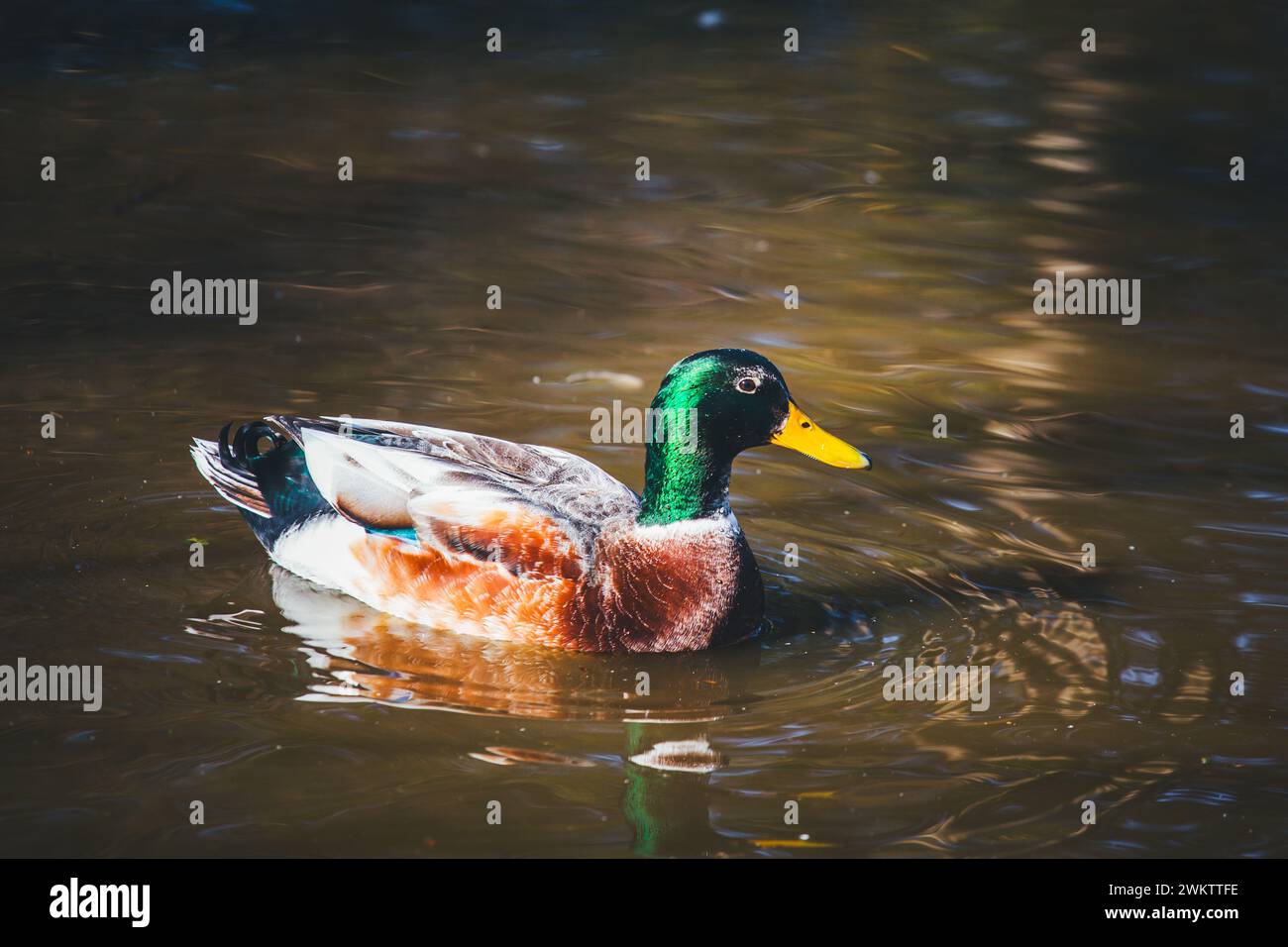 Nördliche Mallard-Ente (Anas platyrhynchos) Stockfoto