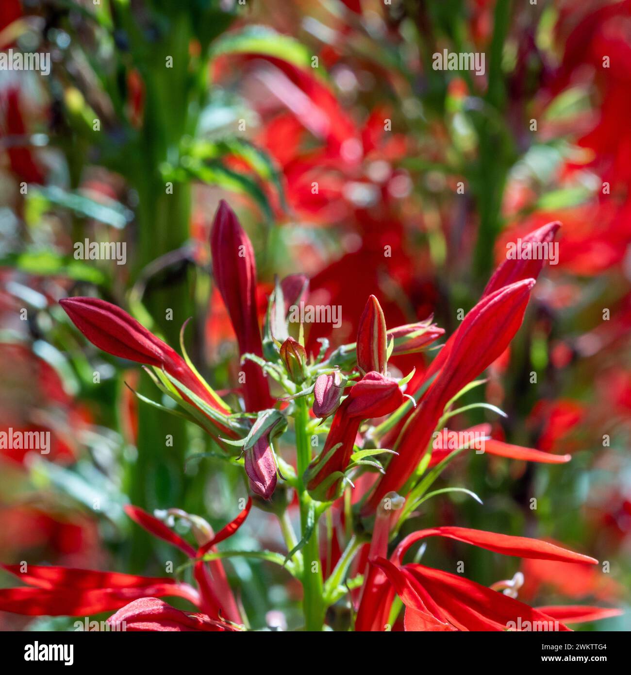 Rote Kardinalblüten wachsen in einem britischen Garten. Stockfoto