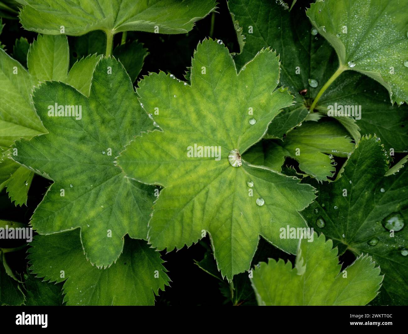 Diamantartige Wassertropfen auf den fächerförmigen Blättern von Alchemilla Mollis, die in einem Garten wachsen Stockfoto