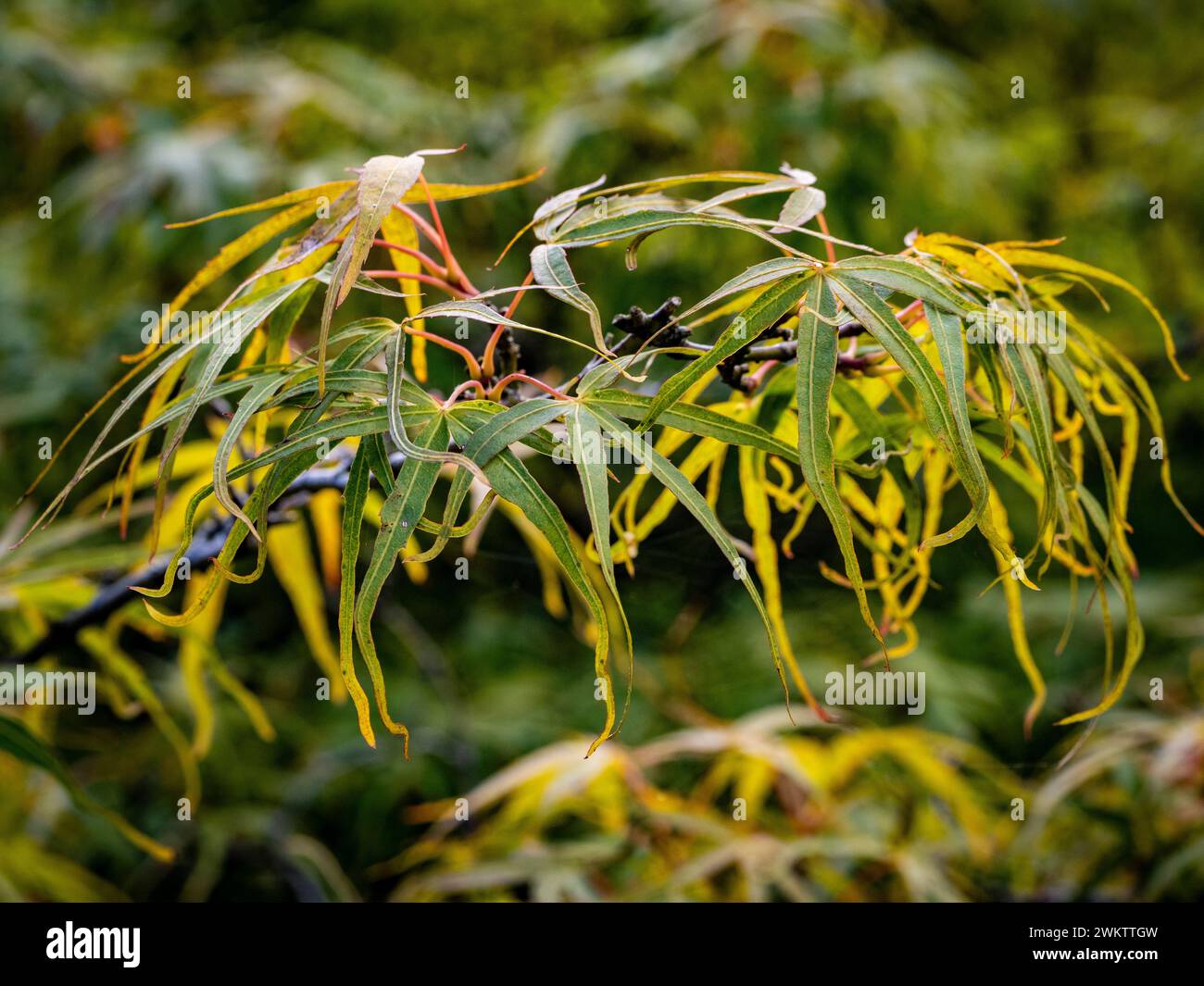 Nahaufnahme der grünen Blätter des japanischen Ahornholzes Koto No Ito, die im Herbst gelb werden Stockfoto