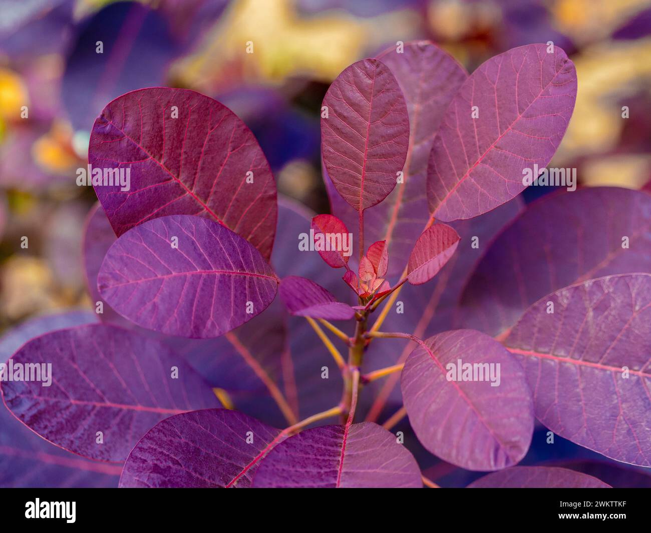 Nahaufnahme dunkelroter, abgerundeter Blätter von Cotinus coggygria „Royal Purple“ Stockfoto
