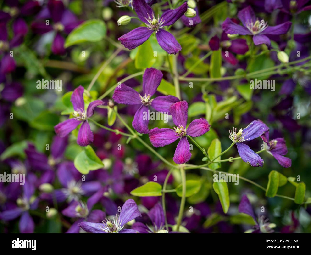 Purpurblüten der Clematis jackmanii purpurea. Stockfoto