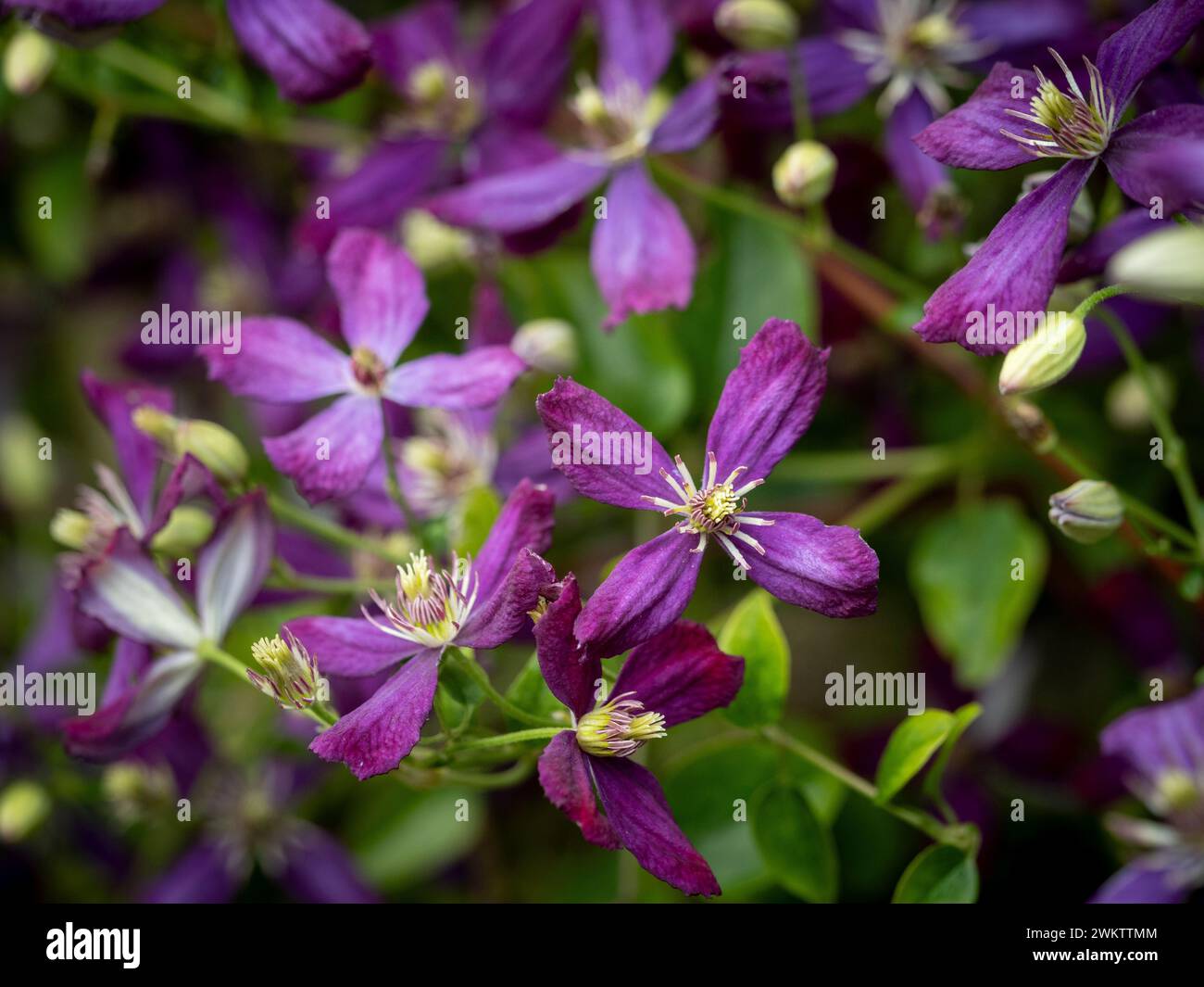 Purpurblüten der Clematis jackmanii purpurea. Stockfoto