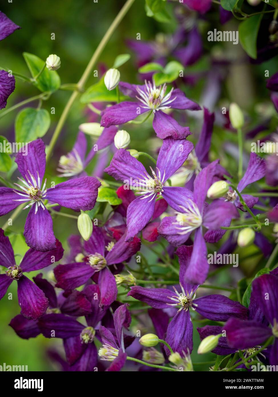 Purpurblüten der Clematis jackmanii purpurea. Stockfoto