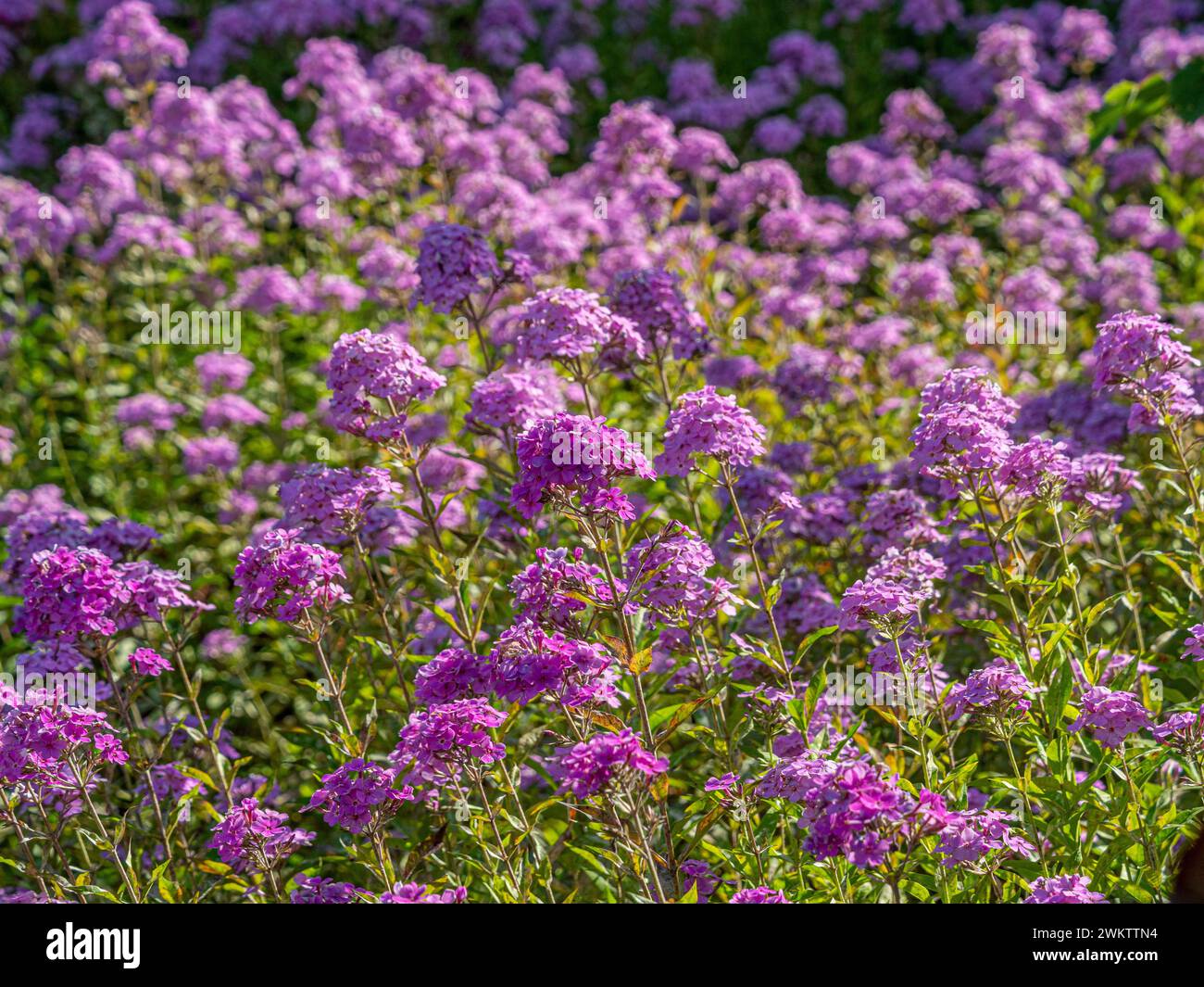 Weiche, malvenfarbene Blüten von Phlox in einem Sommergarten. Stockfoto