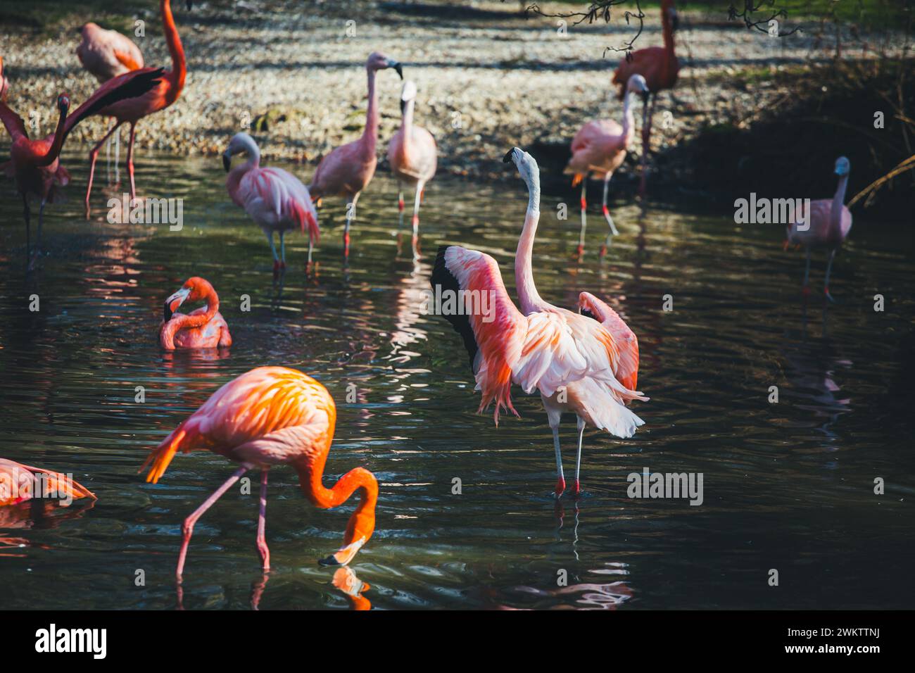 Flamingos (Phoenicopteridae) Stockfoto